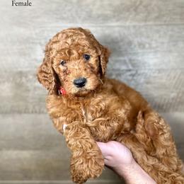 Ingrid - Red  female Goldendoodle puppy in Abilene, Texas from Mesquite Kennels