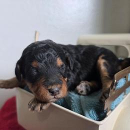 Deloris - Tri-color female Bernedoodle puppy in Blackfoot, Idaho from Draper Mountain Doodles