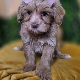 Fauna - Apricot female Goldendoodle puppy in Decatur, Tennessee from Diamond's Doodles