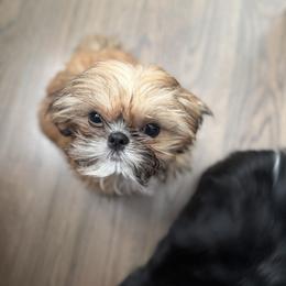 Beau - Shih Tzu
