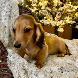AUSTIN - Cream male Dachshund puppy in Visalia, California from DachGraston Dachshunds