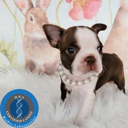 Boston Terrier Puppies from Our Gang Bostons