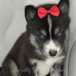 Artemis - Sable and white female Siberian Husky puppy in Richland, Mississippi from Feazell’s Siberian Huskies