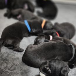 Labrador Retriever Puppies from Steele Caliber Retrievers