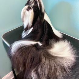 Shih Tzu Puppies from Crown Dynasty Shih Tzu