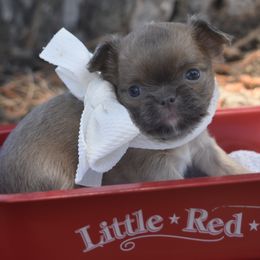 Jarina - Blue fawn Chihuahua puppy in Gloucester, Virginia from Charlotte's Web of Chihuahuas