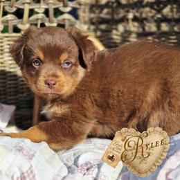 Rylee - Price 1850 - Red tri female Miniature Australian Shepherd puppy in Ennis, Texas from God’s Little Aussies