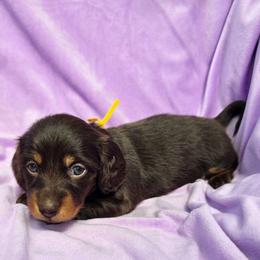 Mocha - Chocolate and tan female Dachshund puppy in Tucson, Arizona from Joplin's Hippo House