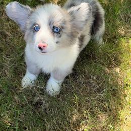 Silver mist - Blue merle and white female Cardigan Welsh Corgi puppy in San Diego ,Ca, California from SoCal Native Corgis