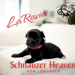 Laravia AKC - Black female Miniature Schnauzer puppy in Pelzer, South Carolina from Schnauzer Heaven Von Longbach