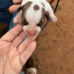 Boy 1 - Brown and white male Jack Russell Terrier puppy in Maysville, Oklahoma from MO’s Jack Russells