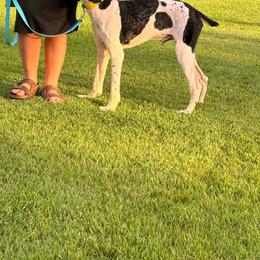 Tripp - Parti male Poodle puppy in Grant, Alabama from BC’s Poodles on the Mountain
