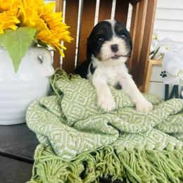 Havarti - Tri-color female Cavalier King Charles Spaniel puppy in Bellevue, Michigan from Phoenix Farm
