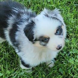 Gina - Blue merle female Miniature American Shepherd puppy in Waxhaw, North Carolina from Cane Creek Aussies