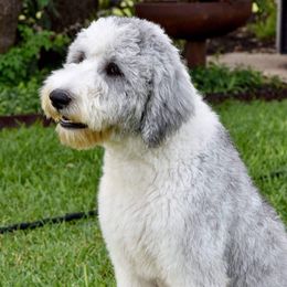 Janis - Sheepadoodle