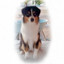 Ube - Miniature American Shepherd