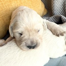 Tempest - Light golden male Golden Retriever puppy in Watkins, Colorado from Brightside Goldens