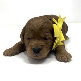 Mr. Yellow, aka Flurry - Red  male Goldendoodle puppy in Culpeper, Virginia from Beechwood Goldendoodles (VA)