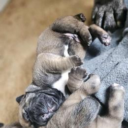 Boy 1 - Tawny male Boerboel puppy in Flemingsburg, Kentucky from Aussgardian Boerboels