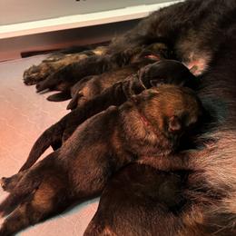German Shepherd Puppies from FuryHaus German Shepherds