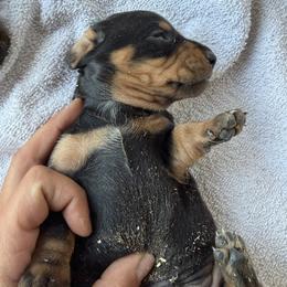 Russel - Black and tan male Dachshund puppy in Pearce, Arizona from Katy West Weenies