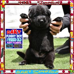 BART -- Funny -- Happy pup - Black male German Shepherd puppy in Murrieta, California from Diamond Oaks German Shepherds