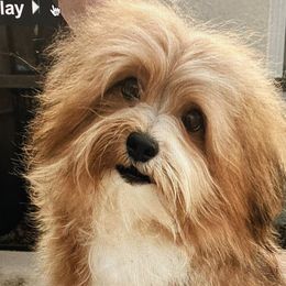 Havanese from Winsome Havanese