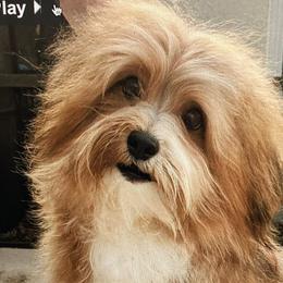 Havanese from Winsome Havanese