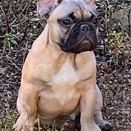 French Bulldogs from Konnenstoltz Rottweilers and KSB Bully’s