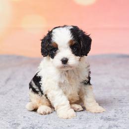 Luke - Tri-color male Cavapoo puppy in Apple Creek, Ohio from Grandeur Valley Puppies
