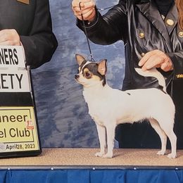 Ch Hailey - Chihuahua