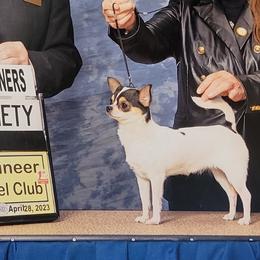 Ch Hailey - Chihuahua