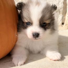 Alfalfa - Cream sable parti male Pomeranian puppy in Rockwall, Texas from MAK Poms