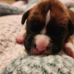 PURPLE COLLAR- Brindle full white Collar - Brindle female Boxer puppy in Gloucester, Virginia from Keen Boxers