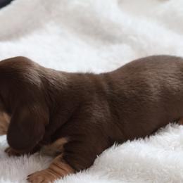Hershey - Chocolate and tan male Dachshund puppy in Searcy, Arkansas from Sykes Pups