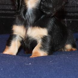 Dachshunds from The Jewelry Dox