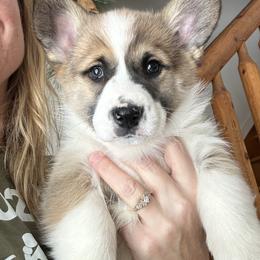 Spruce - Sable male Pembroke Welsh Corgi puppy in New Auburn, Wisconsin from Cordell Corgis