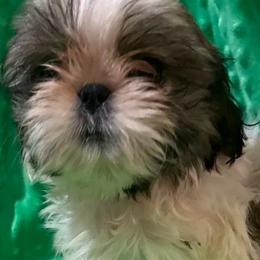 Haltom - Gold and white male Shih Tzu puppy in Corpus Christi, Texas from Pam Crump Shih Tzu