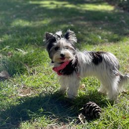 Biewer Terrier and Yorkshire Terrier Puppies from Yorkie Town California