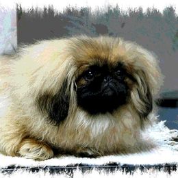 Pekingese Puppies from Deja vu Pekingese EOM-S