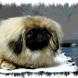 Pekingese Puppies from Deja vu Pekingese EOM-S