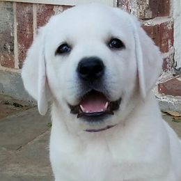 Labrador Retrievers from Texas White Labs