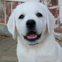 Labrador Retrievers from Texas White Labs