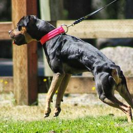 American Pit Bull Terrier All Grown Up from Paradigm Kennels