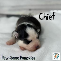 Chief - Black and white male Pomsky puppy in Krum, Texas from Paw-Some Pomskies