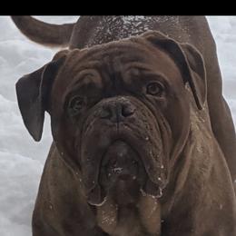 Calleigh - Dogue de Bordeaux