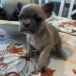 Sarah - Fawn and white female French Bulldog puppy in Aurora, Missouri from Baileys Precious Puppies