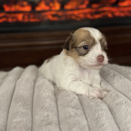 Vanilla - Chocolate sable female Havanese puppy in Manteca, California from Happy Havanese Gems