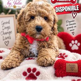 Koby - Red  male Goldendoodle puppy in Miami, Florida from Fabulous Puppies by Julie