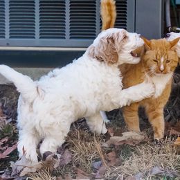 Goldendoodle Puppies from Cottage Falls Goldendoodles